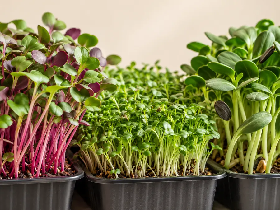 Fresh microgreens